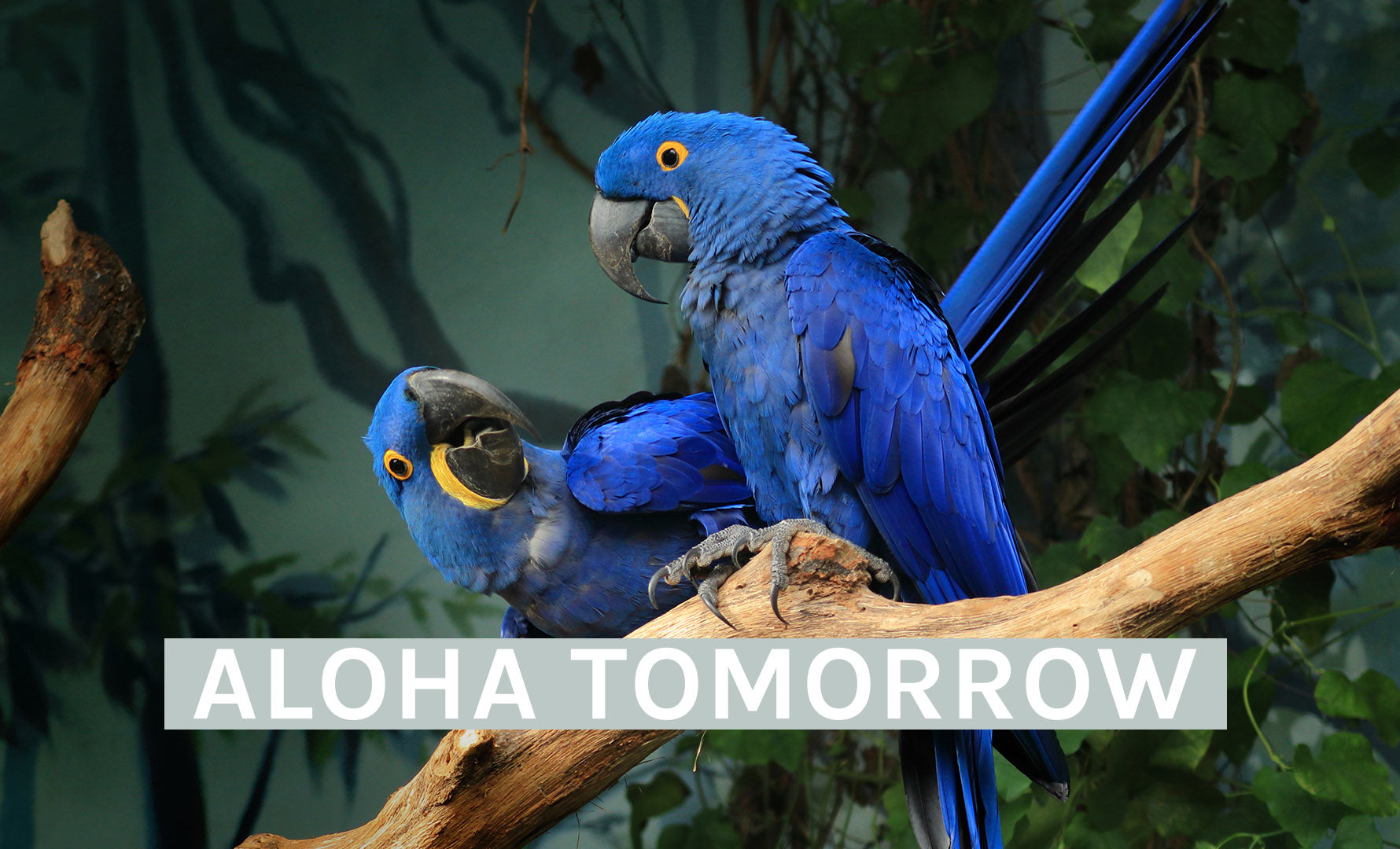 10 Möglichkeiten, gefährdete Tiere zu retten