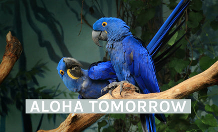 10 Möglichkeiten, gefährdete Tiere zu retten