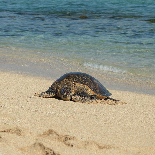 Schildkröte am Strand, umgeben von sanften Wellen – PURELEI inspiriert.